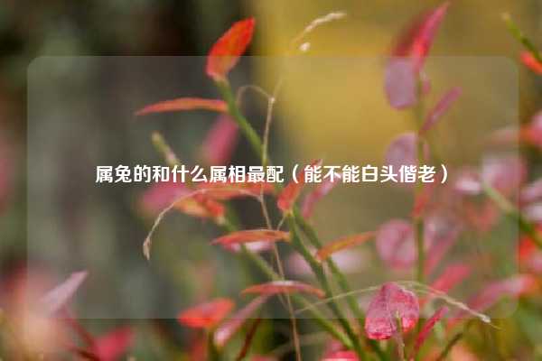 属兔的和什么属相最配（能不能白头偕老）