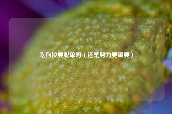 吃狗粮要脱单吗(还是努力更重要)