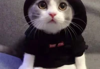 搞笑的语录(夸赞自己武功厉害搞笑句子)