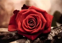 心情说说感悟生活图片(能用一句话说说你们家庭夫妻生活感受吗)