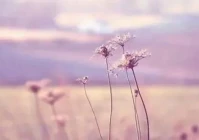 经典短句(精神胜利法经典短句)