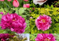 过年想去郑州人民公园？先看开放时间安排！