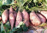 来平顶山玩必看，这份平顶山市特产介绍请收好！