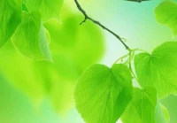 爱情句子经典语录(不背叛爱情的经典语录)