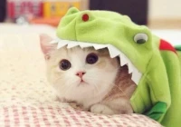 女人幽默搞笑短句(在头条看到最搞笑的回复是什么)