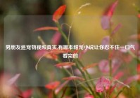 男朋友追宠物视频真实,有哪本甜宠小说让你忍不住一口气看完的