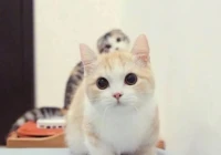 搞笑语录经典短句子2020(段子笑话经典版2020年网络语)