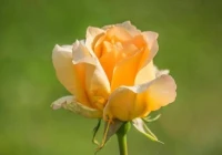 很暖很治愈的文案(下雨天的文案治愈温柔短句)