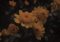 个性签名的经典句子温柔(有什么女追男的小说推荐吗)