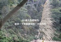 2022最火伤感短句(
能讲一下你最痛快的一次经历吗)