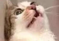 土味情话2022套路撩女朋友(土味情话古意)