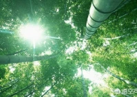 说说关于爱情伤感句子(你最喜欢的一句歌词是什么)