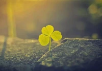 悲伤爱情的句子说说心情(不能拥有感情的伤感诗句)