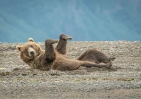 搞笑短句2020(2020年有哪些好看刺激的影视)