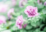 伤感短句八字短句(这里说的六亲指的是哪六亲)