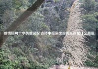 感情短句十字伤感说说,古诗中经常出现的东篱是什么意思