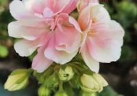 探索广州花满楼网站 | 提供花卉种植、花艺设计与文化传播服务