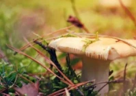 简短心情致自己(即将退休的我们想对自己说什么)