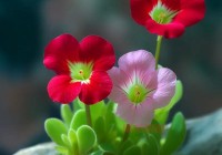 野花社区视频大全高清免费4，在线观看精彩视频！