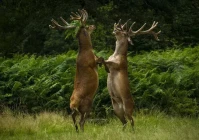 成年人幽默搞笑(有没有全网最火的搞笑句子)