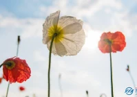 搞笑幽默文案(反诈朋友圈文案搞笑)