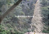 2017搞笑语录,2017和2018年