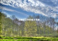 恋爱综艺中的爱之奇遇