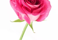 爱情句子短语(文案短句伤感爱情)