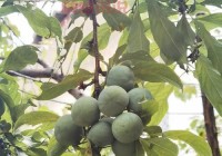 52岁大妈失踪怎么回事？家人紧急寻找中！