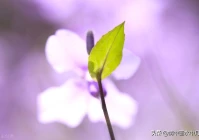 看透爱情伤感说说(我喜欢上了一个美寡妇)