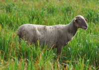 100个幽默搞笑文案(双休的搞笑文案)