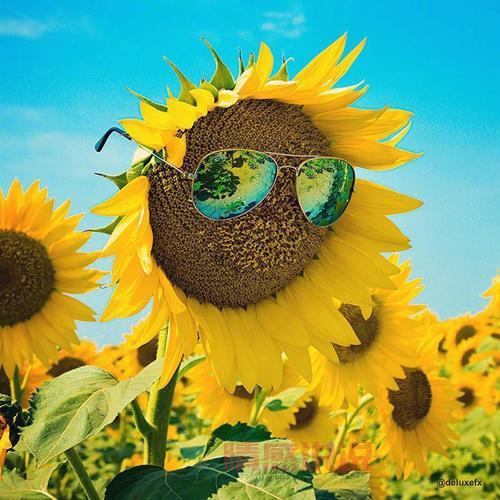 好心情，像阳光一样灿烂（微笑是最好的礼物，送给每一天）