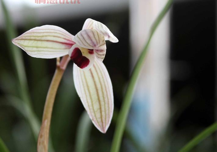 辽宁同志聊天室：温暖社区，心心相印