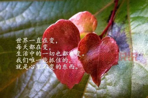 走心情感句子：那些温暖心灵的感情说说