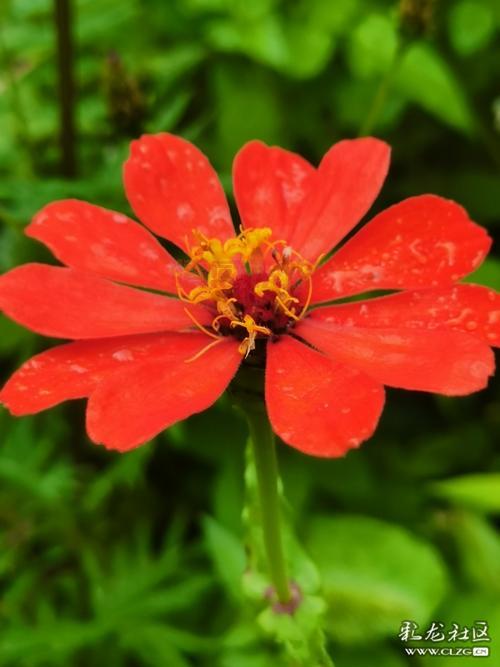 野花社区最新免费高清