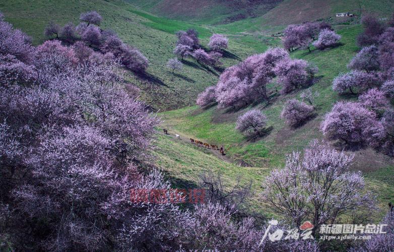 新疆天山网首页：新疆新闻第一门户，全面覆盖本地资讯