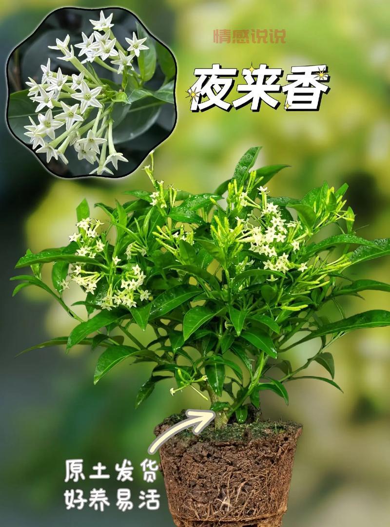 夜来香是什么梗？解析“夜来香”背后的含义与用法