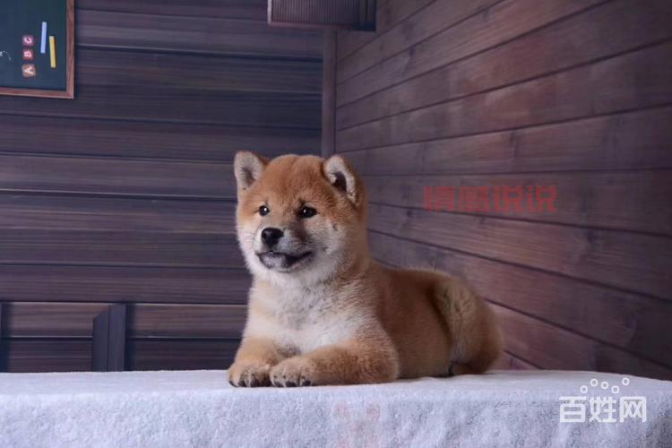 齐齐哈尔百姓网找工作：最新招聘信息一网打尽