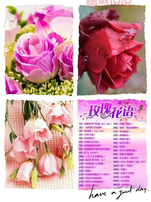 探索玫瑰花的浪漫诗句：爱情与美丽的象征