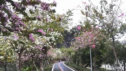 齐齐哈尔百姓网有卖二手二垄旋耕机吗？最新市场动态揭秘