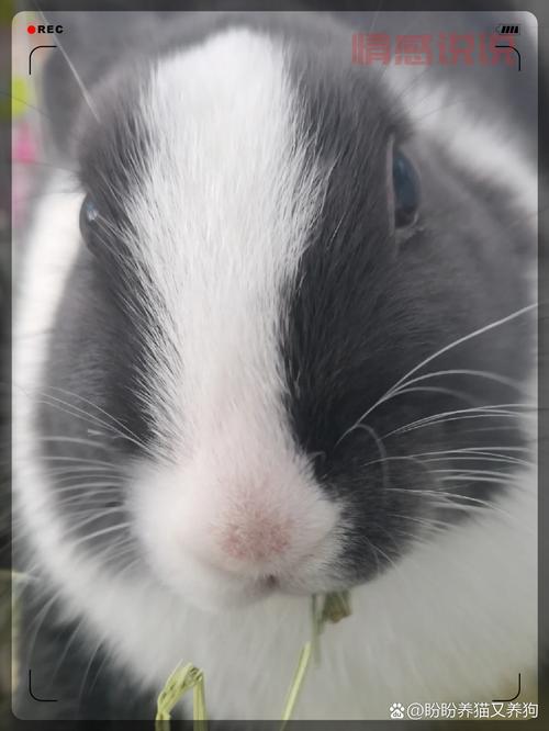 老师的小兔子好软水好多视频完整版在线观看