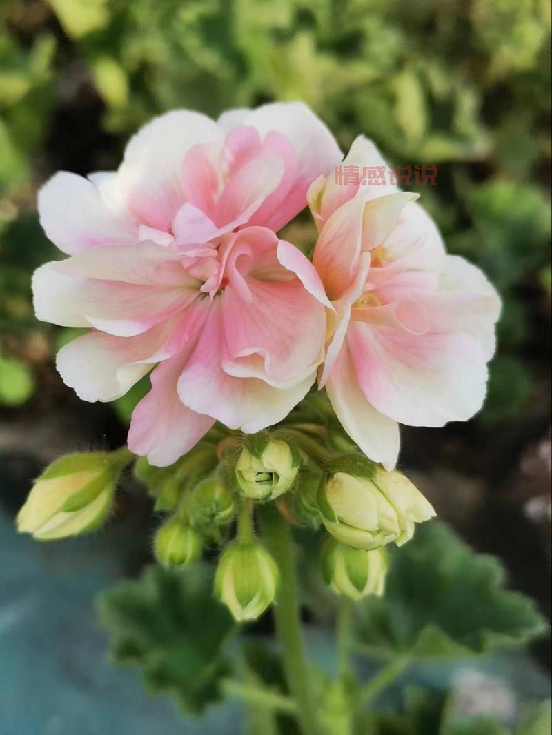 探索广州花满楼网站 | 提供花卉种植、花艺设计与文化传播服务