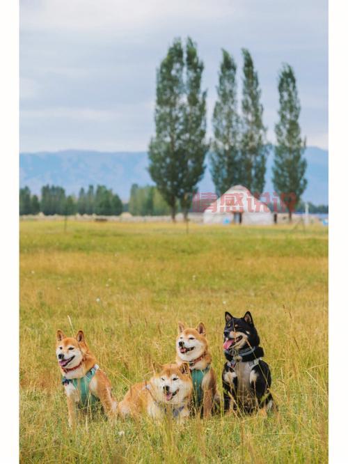 哈密约会的地方推荐：最浪漫景点与活动一网打尽