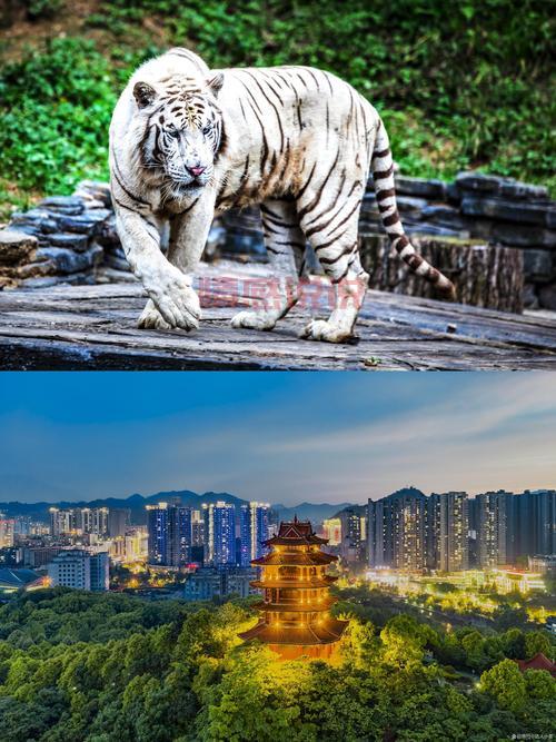 遵义同城游戏 - 玩转地道遵义特色棋牌