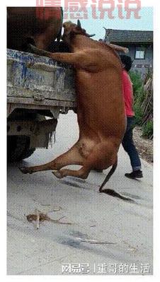 遵义同城网红作死秀车技，飙车视频成证据，被抓个正着！