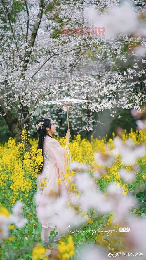 平顶山约吧，第二届姚庄樱花节，谁和我一起去看浪漫樱花雨？