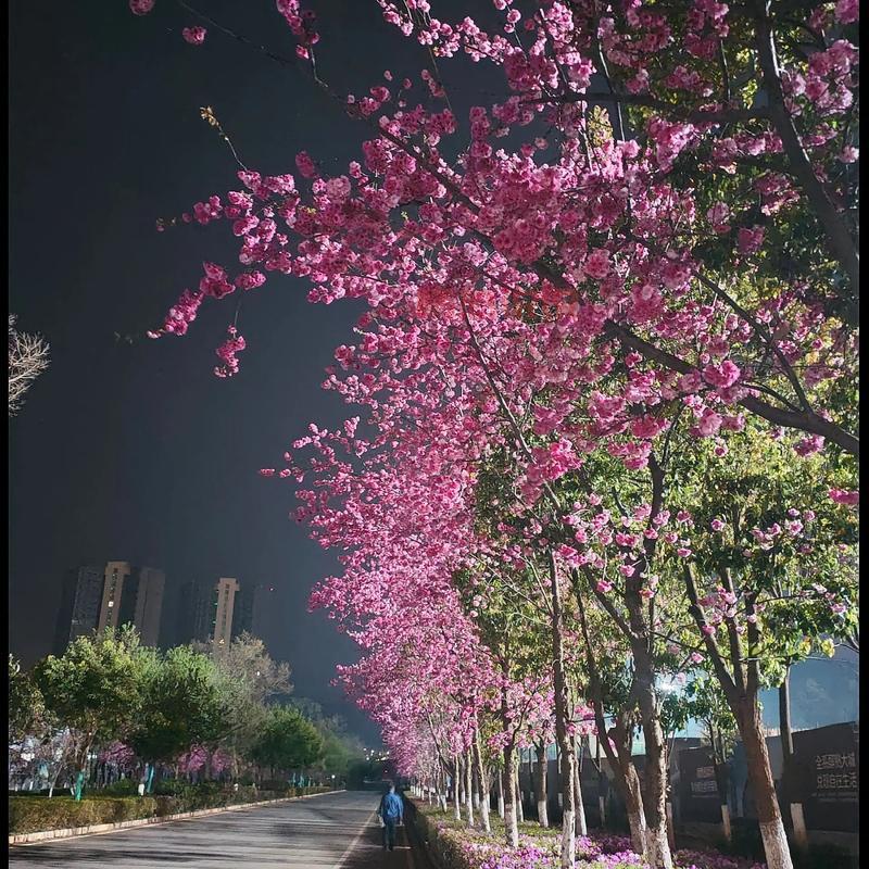 平顶山约吧，第二届姚庄樱花节，谁和我一起去看浪漫樱花雨？