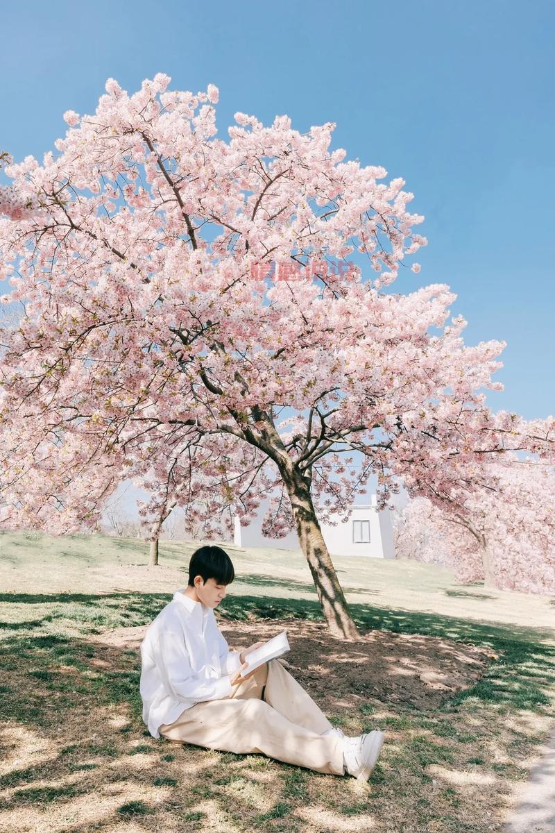 平顶山约吧，第二届姚庄樱花节，谁和我一起去看浪漫樱花雨？