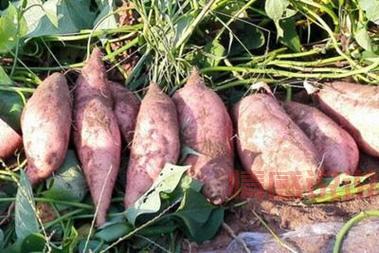 来平顶山玩必看，这份平顶山市特产介绍请收好！