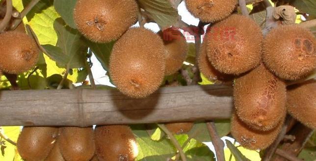 来平顶山玩必看，这份平顶山市特产介绍请收好！